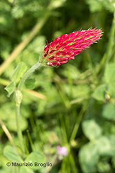 Immagine 10 di 10 - Trifolium incarnatum L.