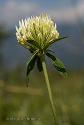Immagine 1 di 6 - Trifolium ochroleucon Huds.