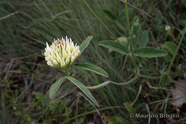 Immagine 2 di 6 - Trifolium ochroleucon Huds.