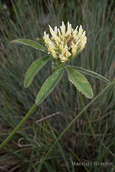 Immagine 3 di 6 - Trifolium ochroleucon Huds.