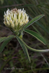 Immagine 4 di 6 - Trifolium ochroleucon Huds.