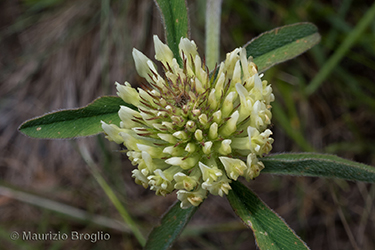 Immagine 5 di 6 - Trifolium ochroleucon Huds.