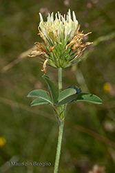 Immagine 6 di 6 - Trifolium ochroleucon Huds.
