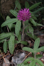 Immagine 2 di 4 - Trifolium alpestre L.