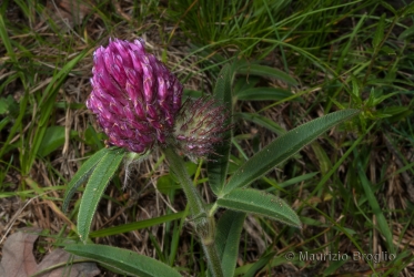 Immagine 3 di 4 - Trifolium alpestre L.