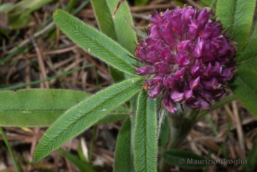 Immagine 4 di 4 - Trifolium alpestre L.
