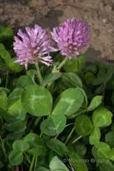 Immagine 2 di 5 - Trifolium pratense L.