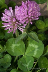 Immagine 3 di 5 - Trifolium pratense L.