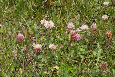 Immagine 4 di 5 - Trifolium pratense L.