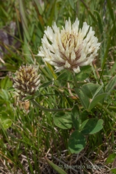 Immagine 5 di 5 - Trifolium pratense L.