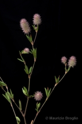 Immagine 2 di 3 - Trifolium arvense L.