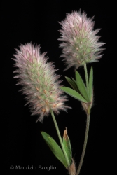 Immagine 3 di 3 - Trifolium arvense L.