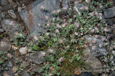 Immagine 1 di 4 - Trifolium saxatile All.