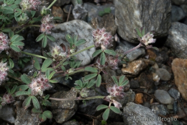 Immagine 3 di 4 - Trifolium saxatile All.