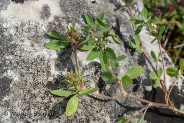 Immagine 1 di 2 - Trifolium scabrum L.