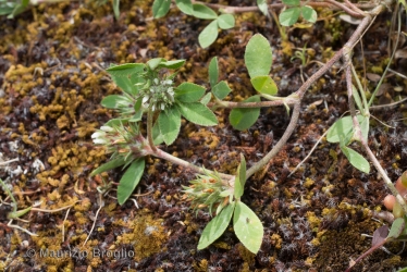 Immagine 2 di 2 - Trifolium scabrum L.