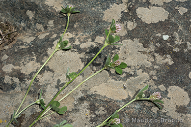 Immagine 1 di 5 - Trifolium striatum L.