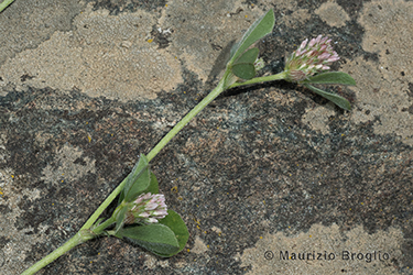 Immagine 2 di 5 - Trifolium striatum L.
