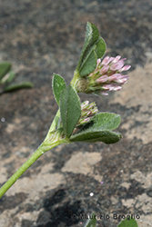 Immagine 3 di 5 - Trifolium striatum L.