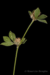 Immagine 4 di 5 - Trifolium striatum L.
