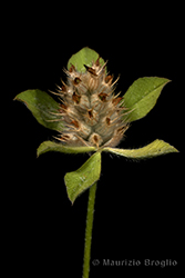Immagine 5 di 5 - Trifolium striatum L.
