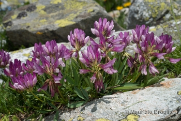 Immagine 2 di 5 - Trifolium alpinum L.