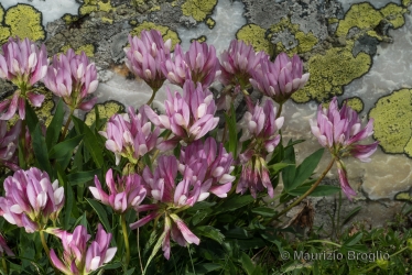 Immagine 3 di 5 - Trifolium alpinum L.
