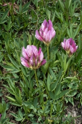 Immagine 4 di 5 - Trifolium alpinum L.