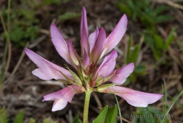 Immagine 5 di 5 - Trifolium alpinum L.