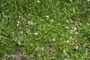 Immagine 1 di 5 - Trifolium thalii Vill.
