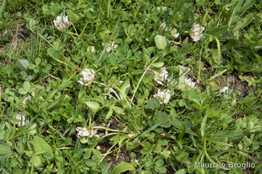 Immagine 2 di 5 - Trifolium thalii Vill.