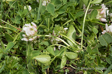 Immagine 3 di 5 - Trifolium thalii Vill.