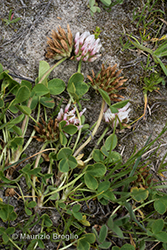 Immagine 4 di 5 - Trifolium thalii Vill.