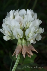 Immagine 2 di 7 - Trifolium repens L.