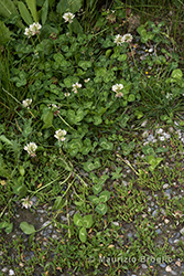 Immagine 3 di 7 - Trifolium repens L.