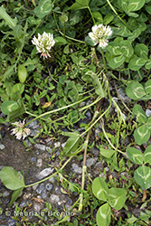 Immagine 4 di 7 - Trifolium repens L.