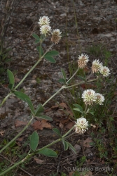 Immagine 1 di 6 - Trifolium montanum L.