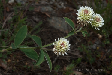 Immagine 2 di 6 - Trifolium montanum L.