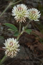 Immagine 3 di 6 - Trifolium montanum L.