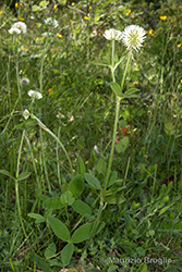 Immagine 4 di 6 - Trifolium montanum L.
