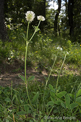 Immagine 5 di 6 - Trifolium montanum L.