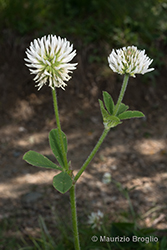 Immagine 6 di 6 - Trifolium montanum L.