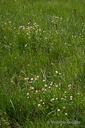 Immagine 1 di 10 - Trifolium hybridum L.