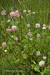 Immagine 2 di 10 - Trifolium hybridum L.