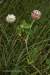 Immagine 3 di 10 - Trifolium hybridum L.