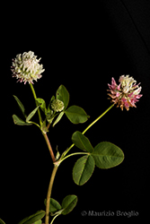 Immagine 4 di 10 - Trifolium hybridum L.