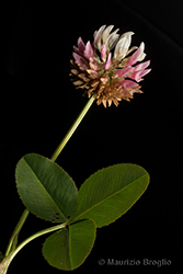 Immagine 5 di 10 - Trifolium hybridum L.