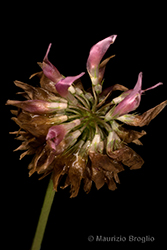 Immagine 6 di 10 - Trifolium hybridum L.