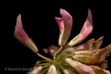 Immagine 7 di 10 - Trifolium hybridum L.