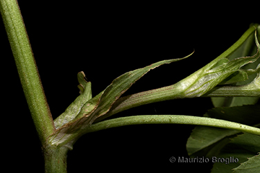 Immagine 8 di 10 - Trifolium hybridum L.